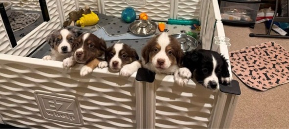 Aussie Puppies!