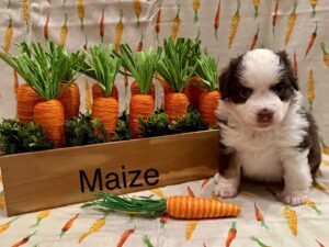 maize