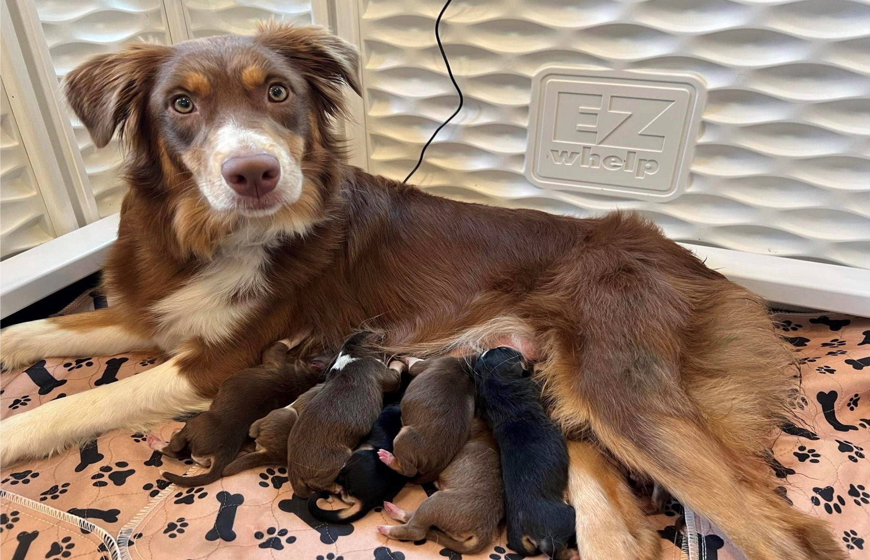 Aussie Puppies!